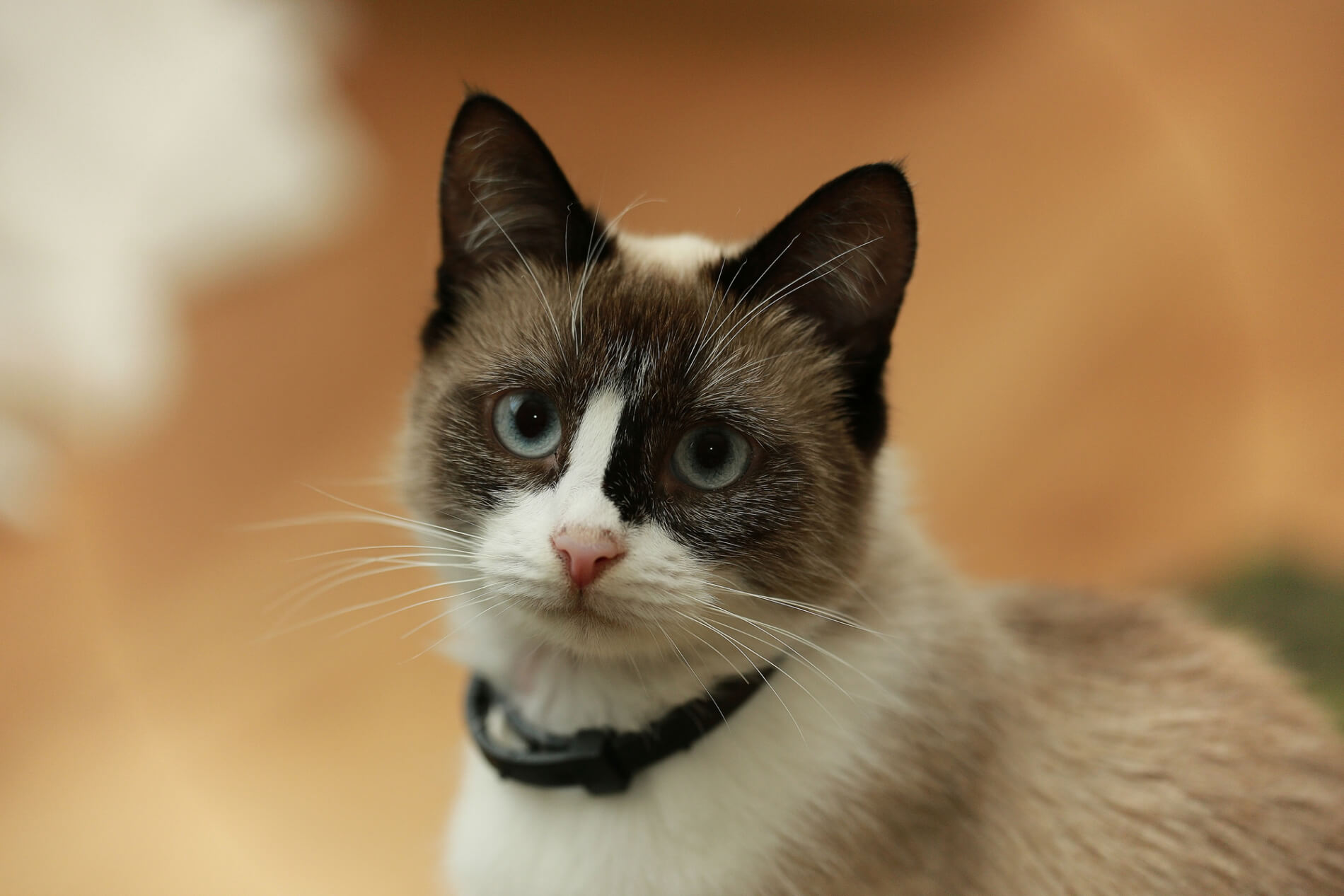 Revens bendelorm hos katter: Symptomer, risiko og behandling